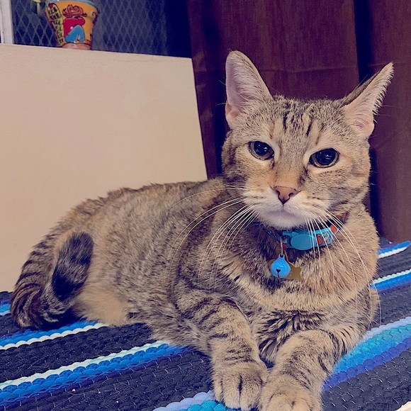 Meet your Posher, Diana - Picture 4 of 4